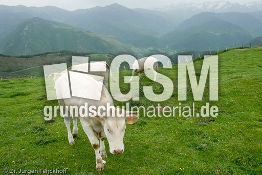 Hausrind (52 von 174).jpg